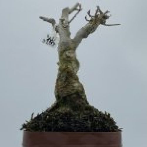 Ilex Serrata
