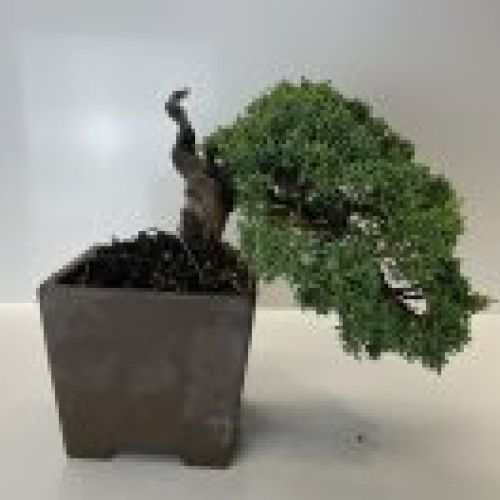 IMG 0045