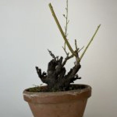 IMG 0753