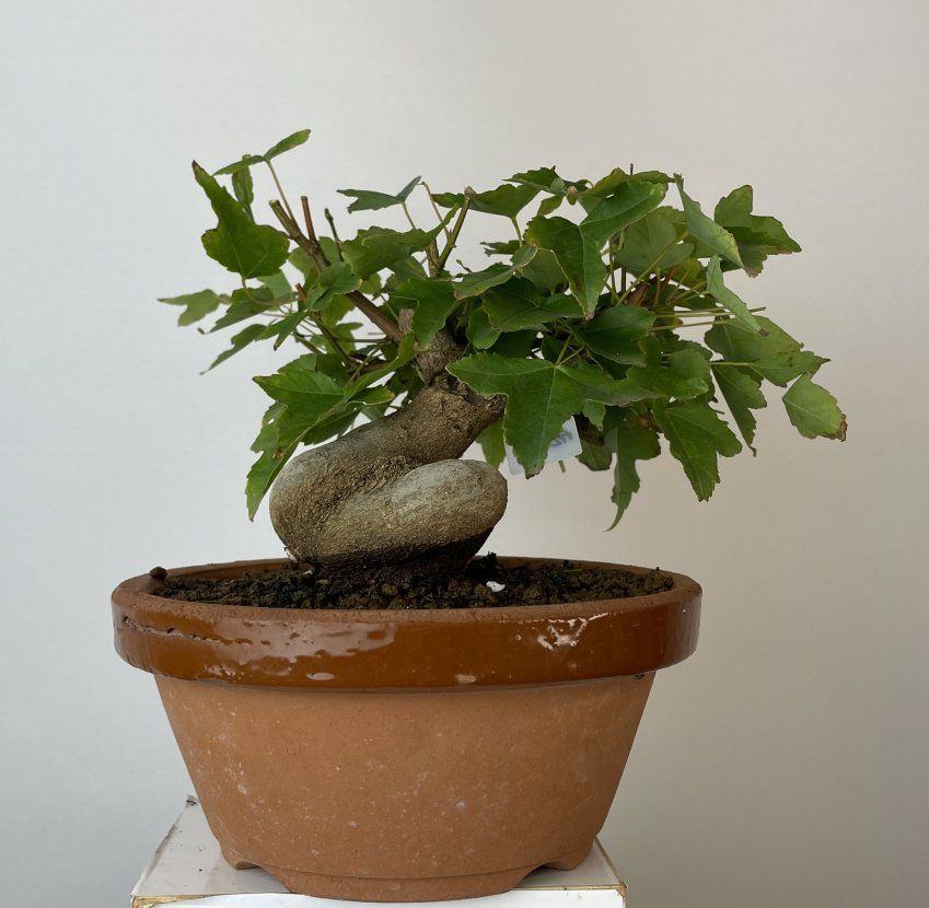 IMG 0734