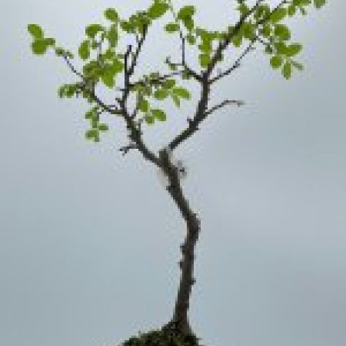 Olmo Parviflora Chino
