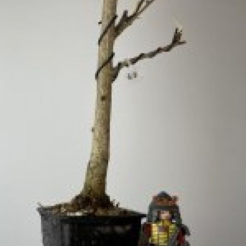 IMG 0883
