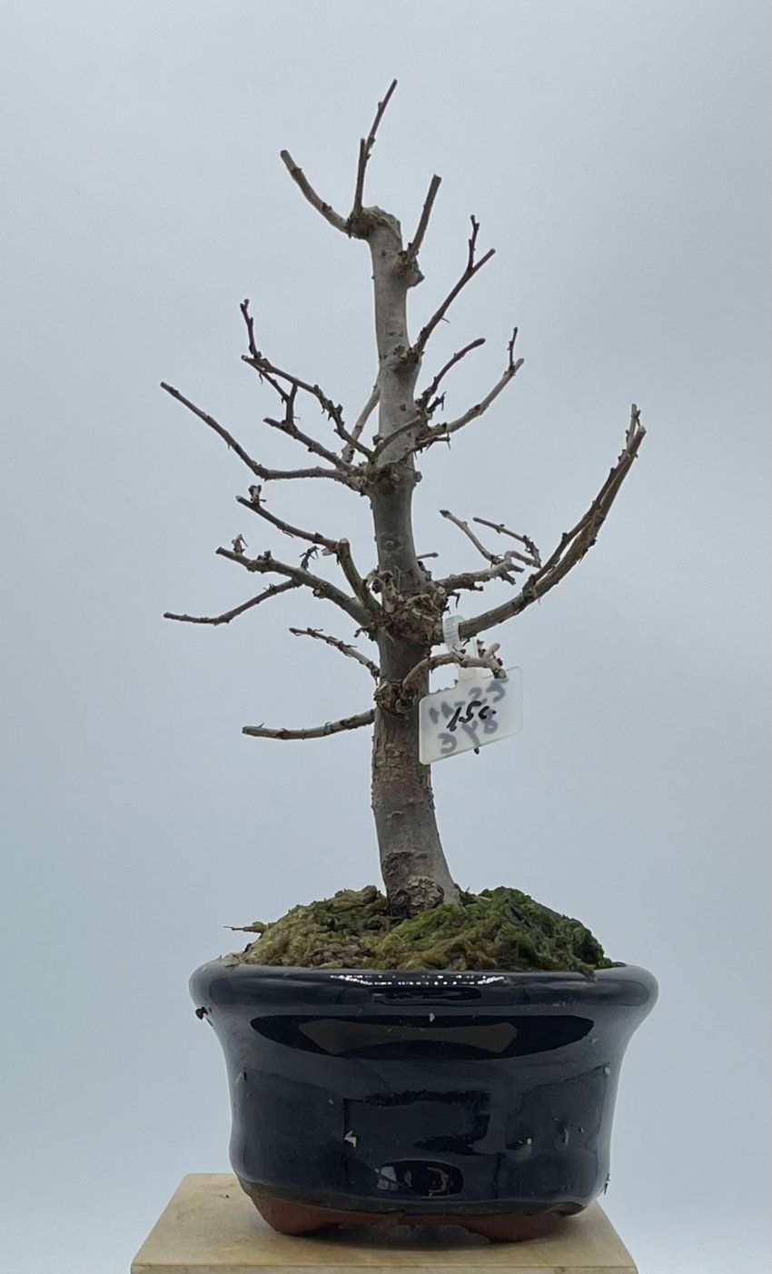 Zelkova Serrata formal