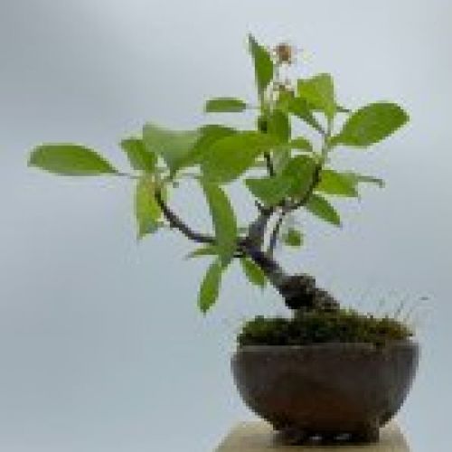 Malus Sieboldii