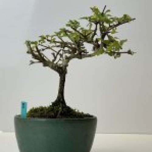 IMG 0604