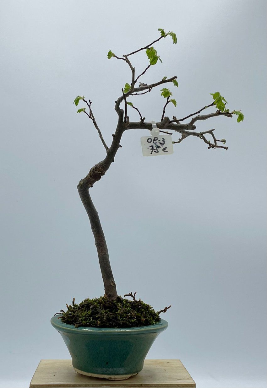 Olmo Parviflora Chino