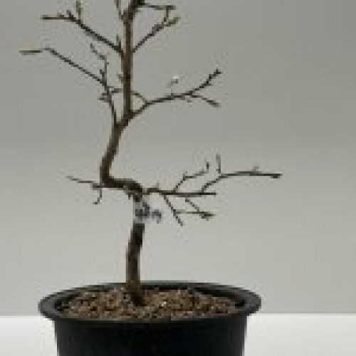 IMG 0763