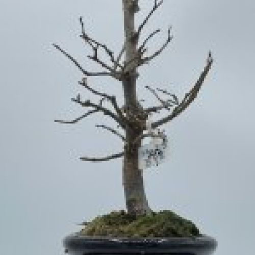 Zelkova Serrata formal