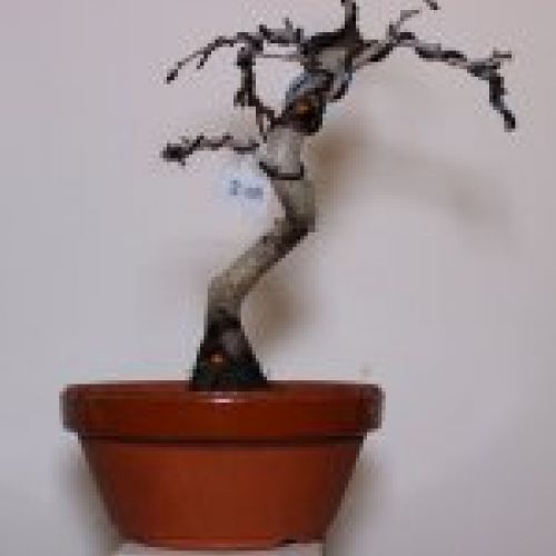 IMG 0049