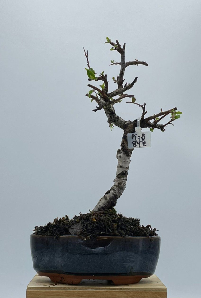 Pyracantha Coccinea