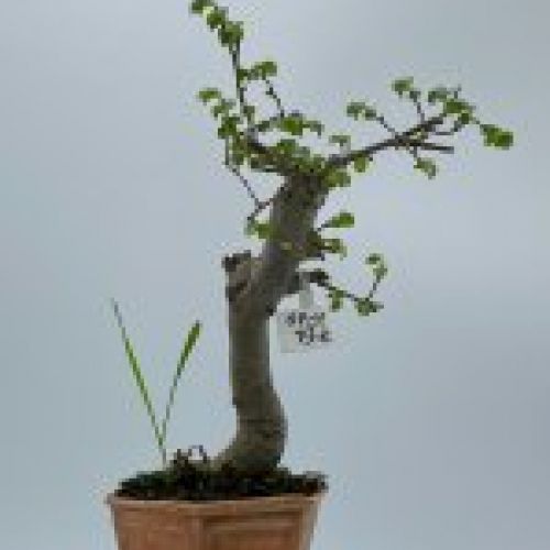 Olmo Parviflora Chino