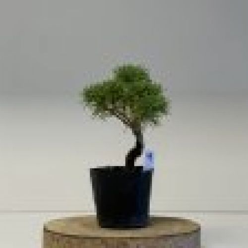 800a69db7376eaec267be842fa3dc24f8be4bf0d