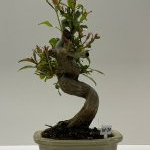 IMG 0798