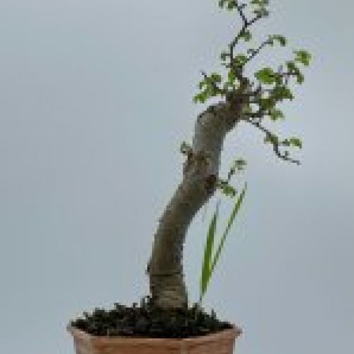 Olmo Parviflora Chino