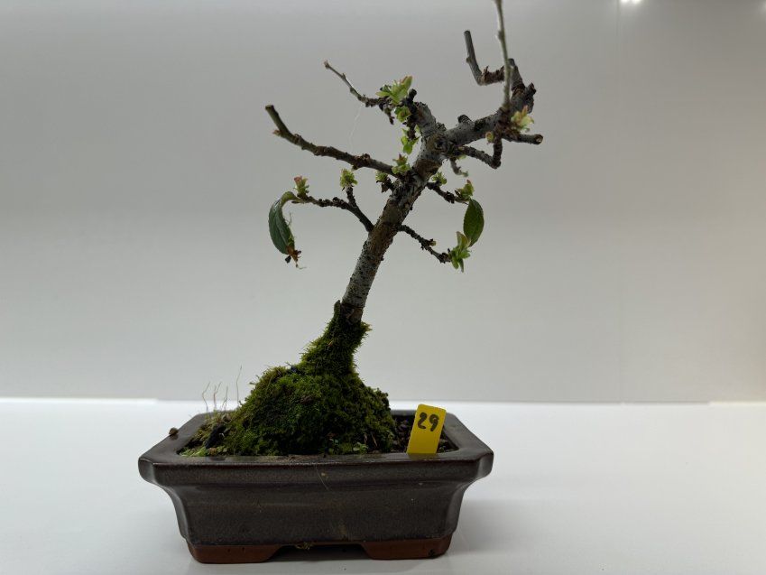 IMG 0241