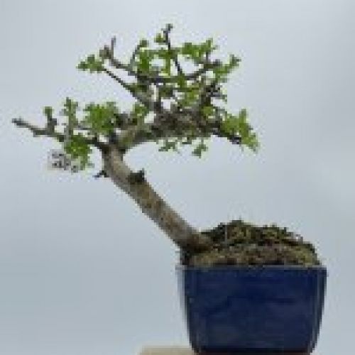 Crataegus Monogyna Espino Albar