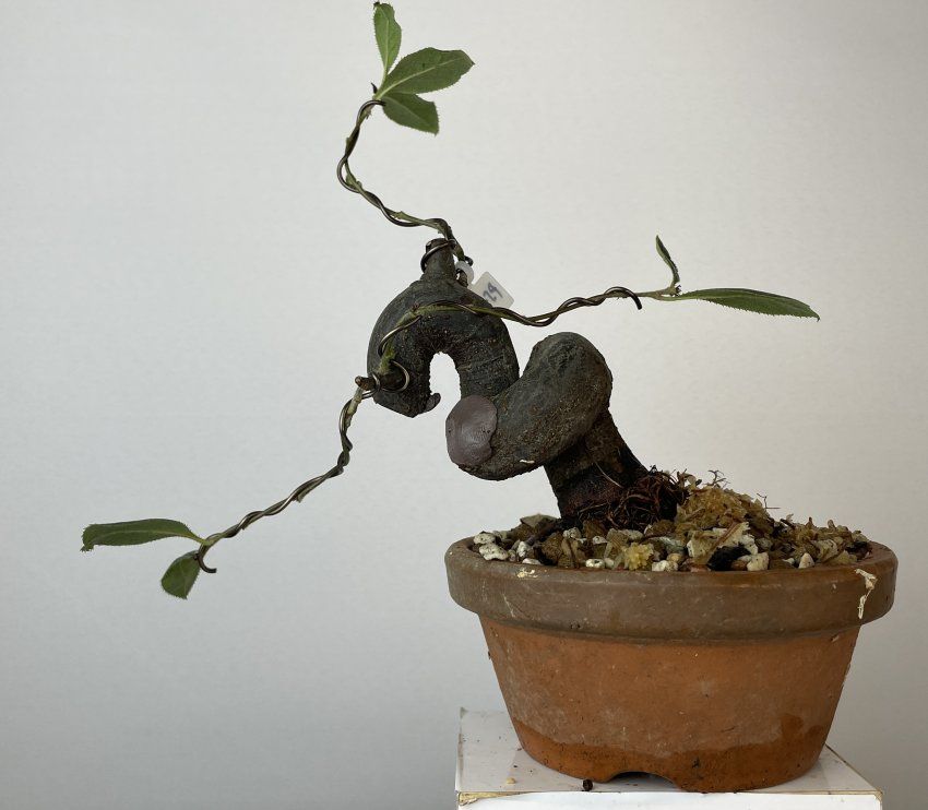 IMG 0854