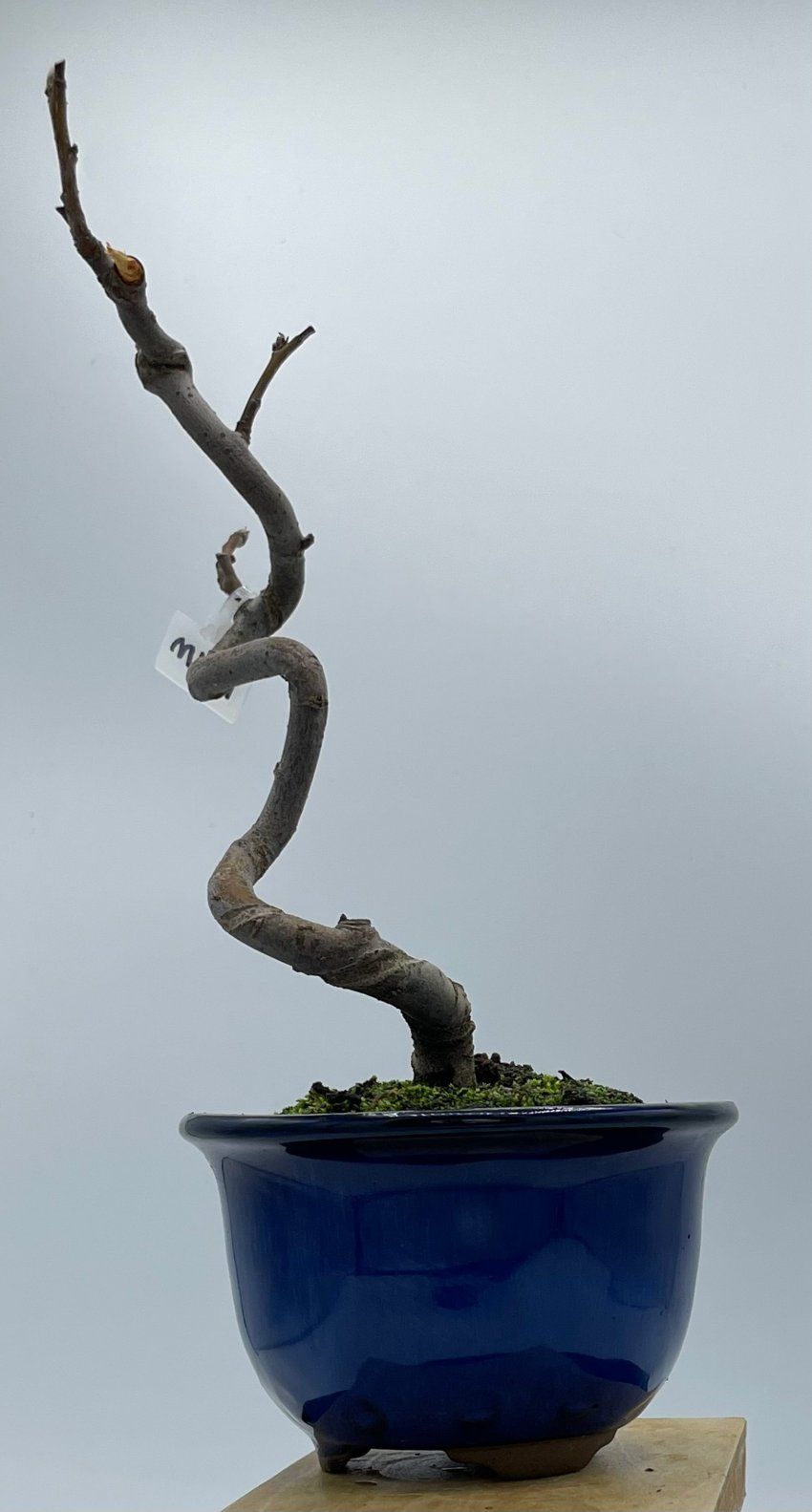 Malus Halliana