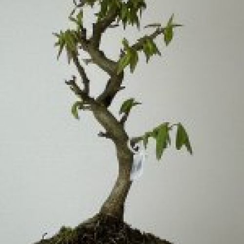 IMG 7771