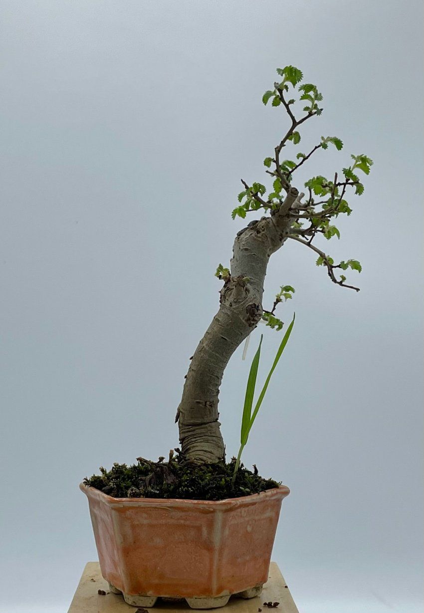 Olmo Parviflora Chino