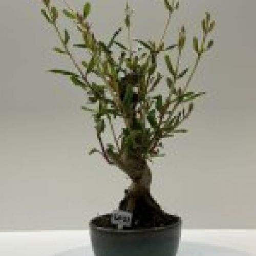 IMG 0803