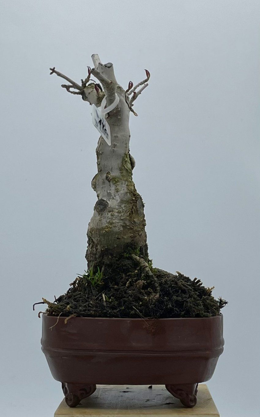 Ilex Serrata
