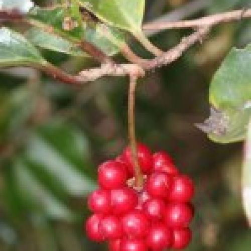 kadsura japonica fruto