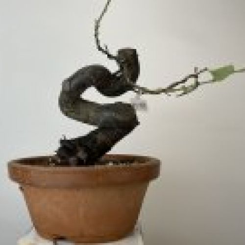 IMG 0859