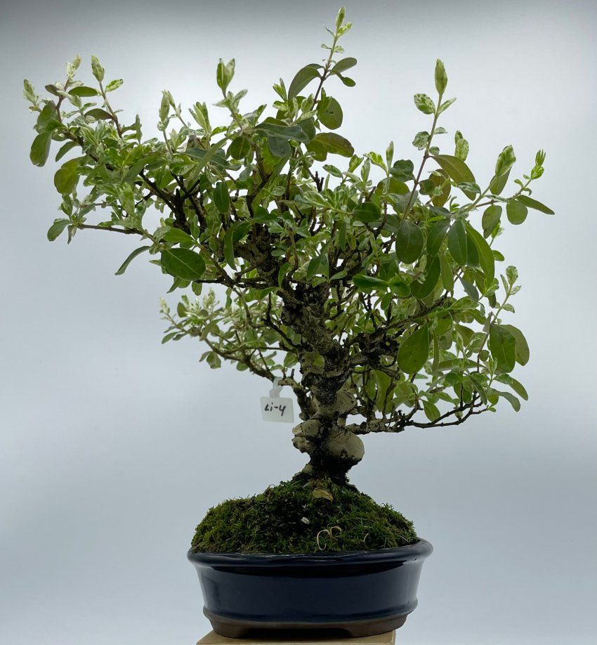 Ligustrum Japonico