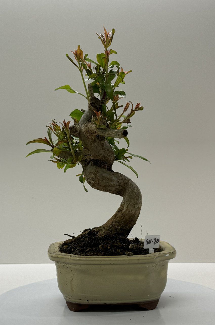 IMG 0798