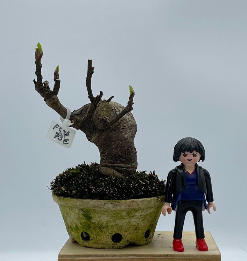 Ficus Carica Higuera