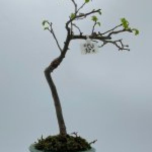 Olmo Parviflora Chino