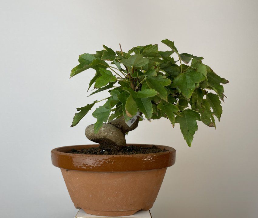 IMG 0733