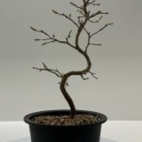 IMG 0765