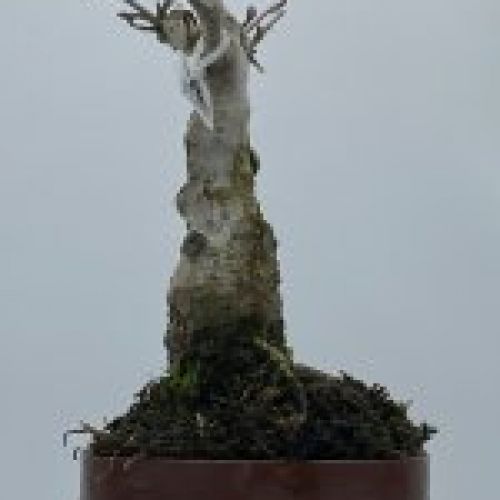 Ilex Serrata