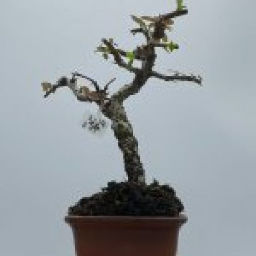 Pyracantha Coccinea
