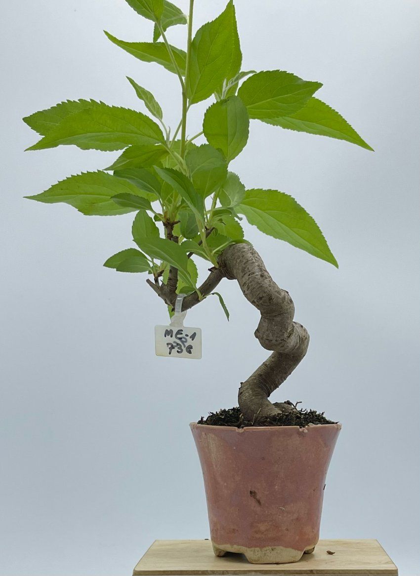 Malus Everest