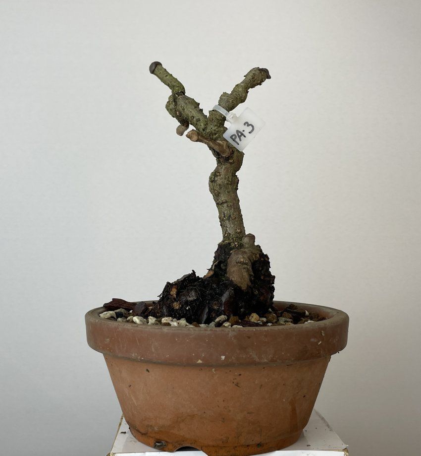 IMG 0837