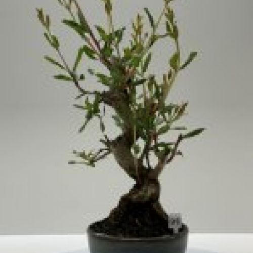 IMG 0802