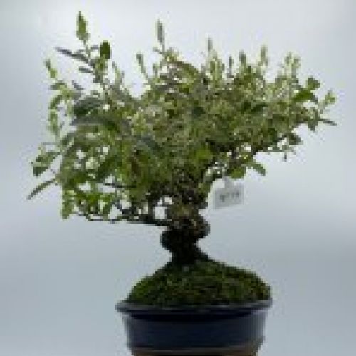 Ligustrum Japonico