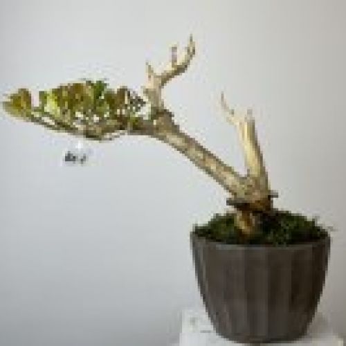 IMG 7390