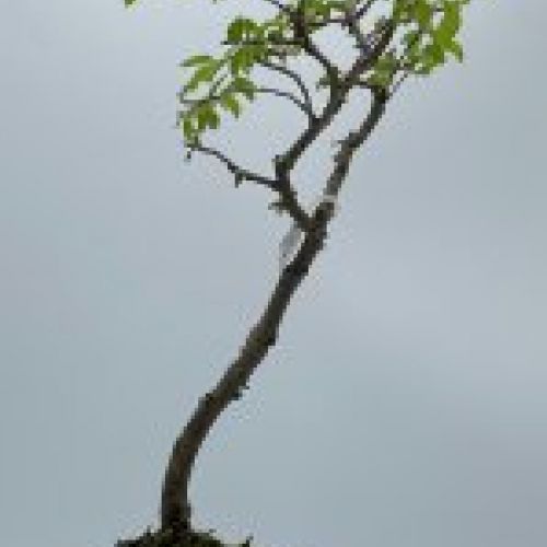 Olmo Parviflora Chino