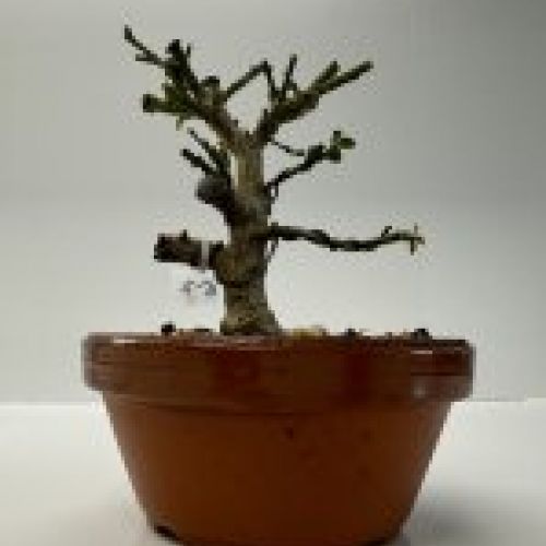 IMG 0706