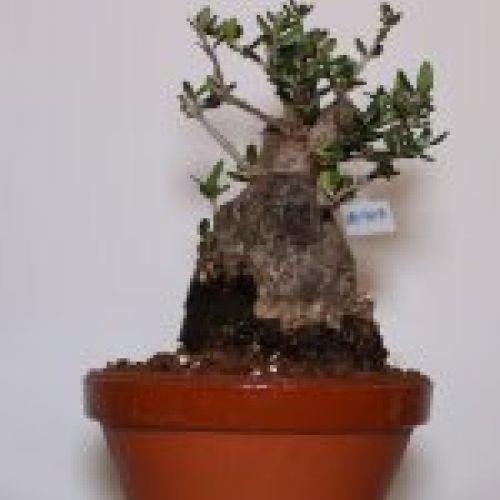 IMG 0058