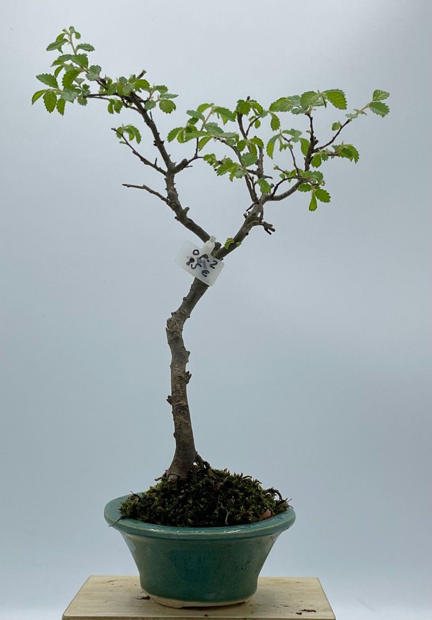 Olmo Parviflora Chino