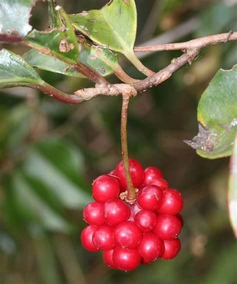 kadsura japonica fruto