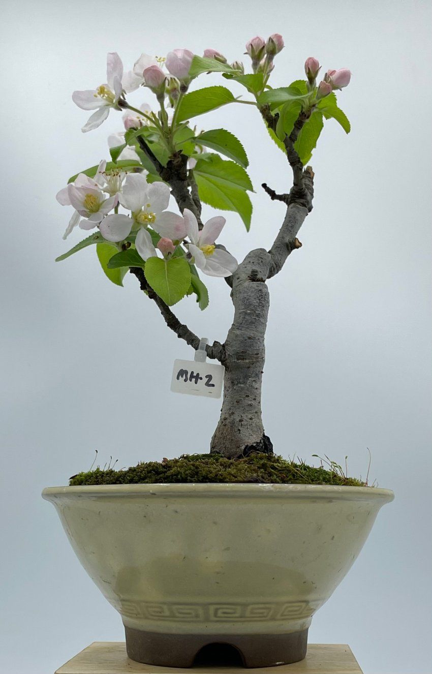 Malus Ralls Janet