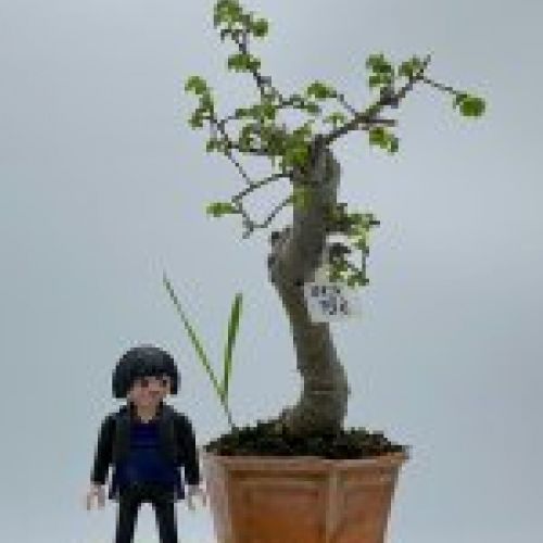 Olmo Parviflora Chino