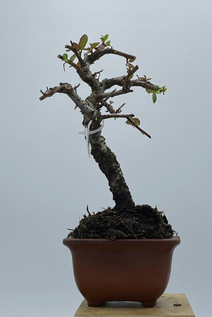Pyracantha Coccinea