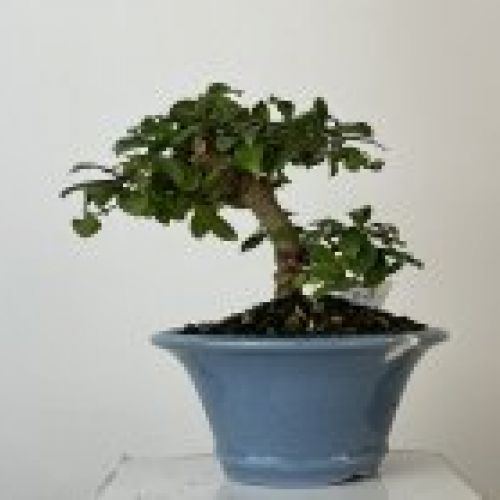 IMG 0719